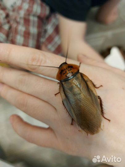 Мадагаскарские тараканы