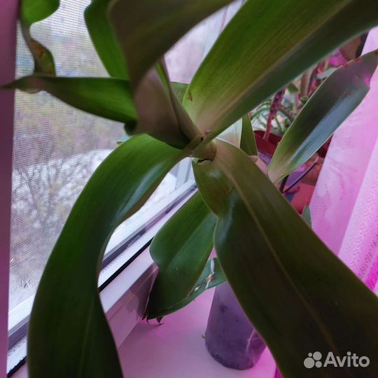 Усы и Золотой ус или каллизия душистая