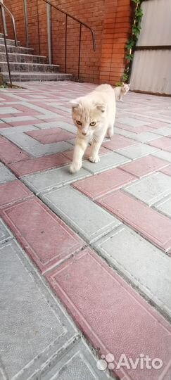 Котята в добрые руки отдам бесплатно