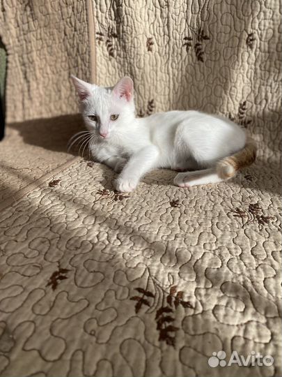 Котик - подросток в добрые руки