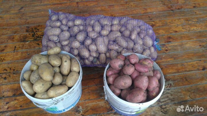 Продам картофель