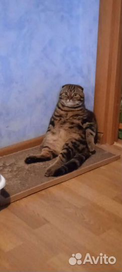 Шотландский кот