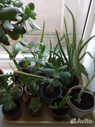 Комнатные цветы