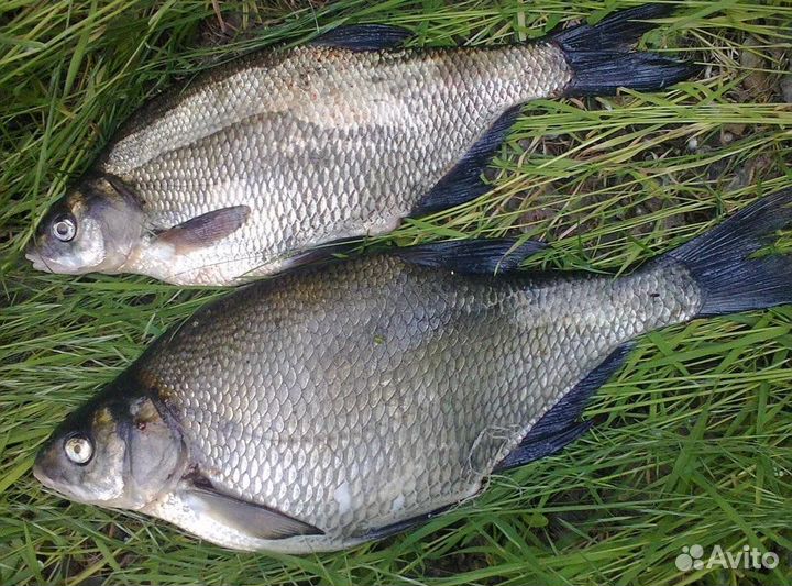 Рыба свежемороженая