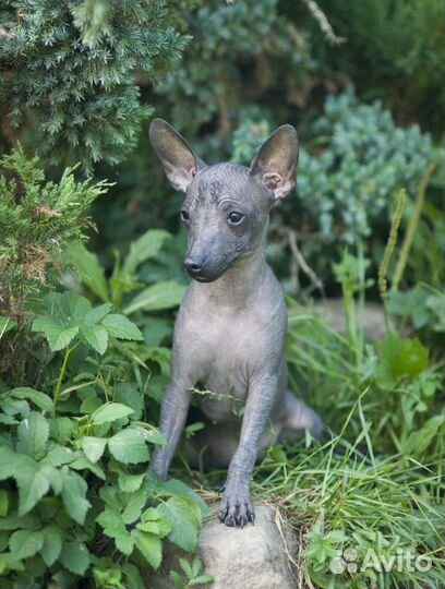 Ксолоитцкуинтли