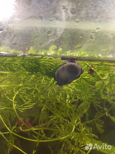 Улитки аквариумные ампулярии черничные