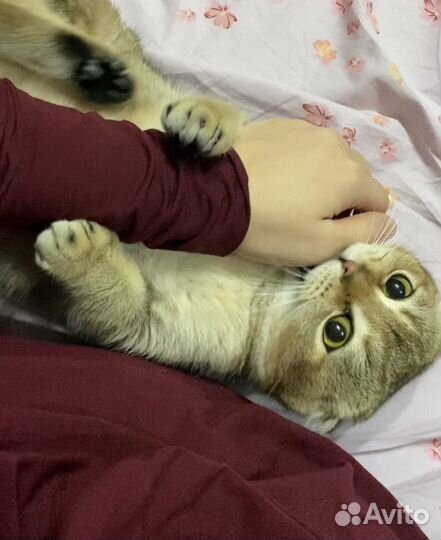 Коты для вязки