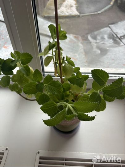 Плектрантус