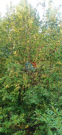 Участок 7,8 сот. (СНТ, ДНП)