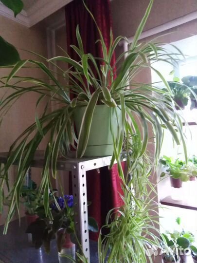 Хлорофитум