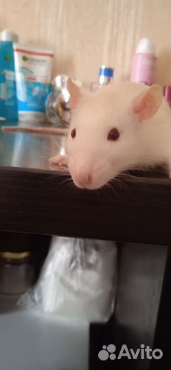Декоративная крыса с клеткой