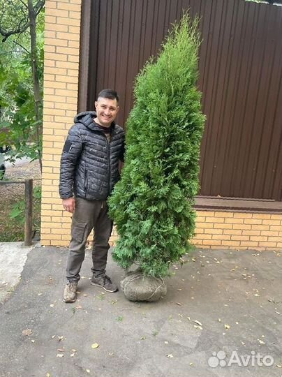 Туя Смарагд 200 см