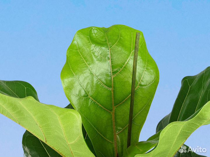 Фикус Лирата 17/75