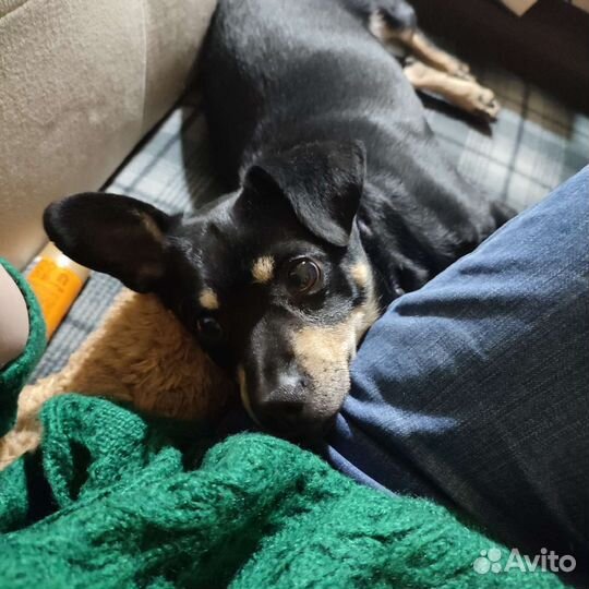 Передержка кошек на время отпуска