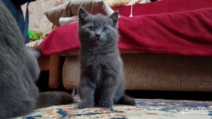 Британская кошечка