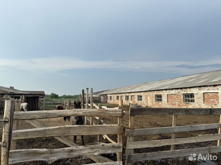 Хозяйственные постройки