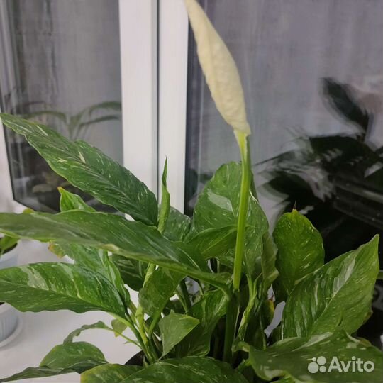 Спатифиллум домино