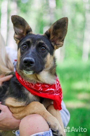 Джун щенок метис овчарки из приюта