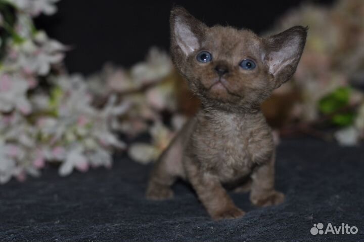Devon rex