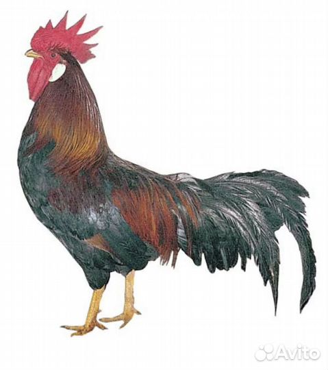 Куры несушки и петух