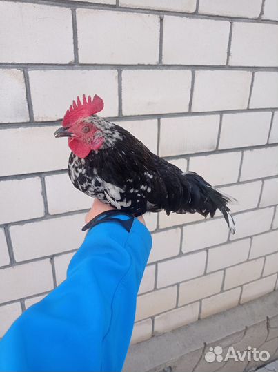 Куры бентамки