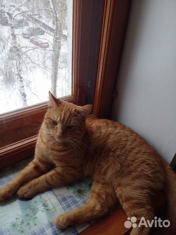 Рыжее чудо Ярик