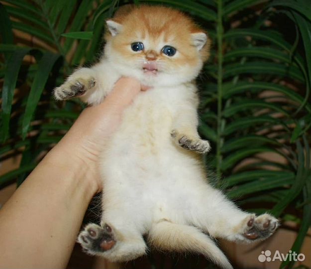 Клубные британцы золотая шиншилла