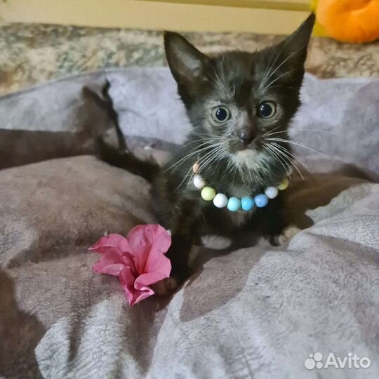 Котята 1 месяц 10 штук в дар