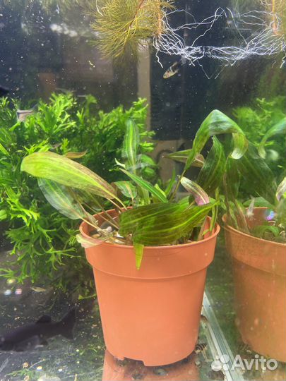 Улитки хилены аквариумные рыбки и растения