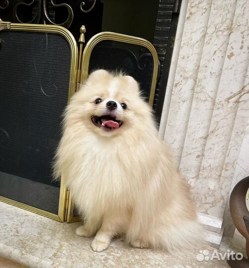 Шпиц мишка крем