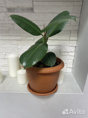 Фикус каучуконосный