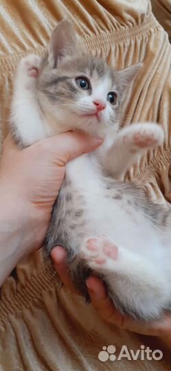 Котёнок девочка