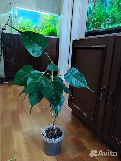 Пальмы, фикусы