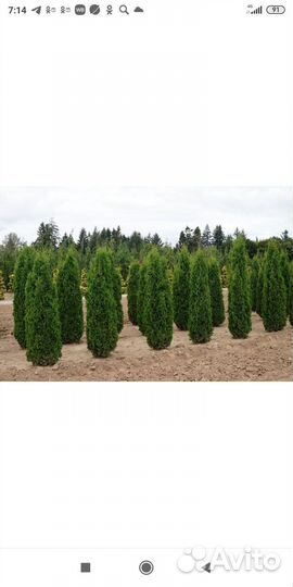 Туя смарагд