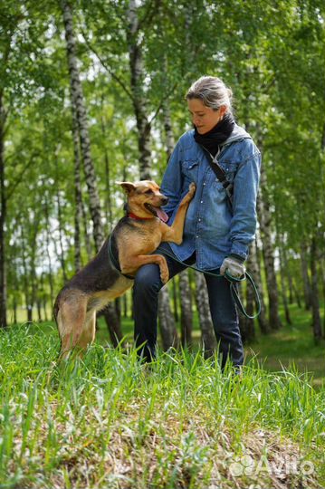 Собака в добрые руки, Элис ищет дом