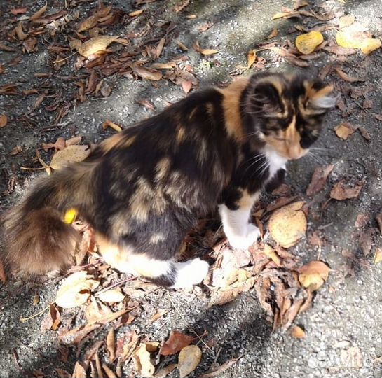 Девочка метис бобтейла