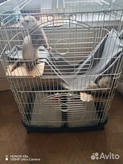Передержка животных