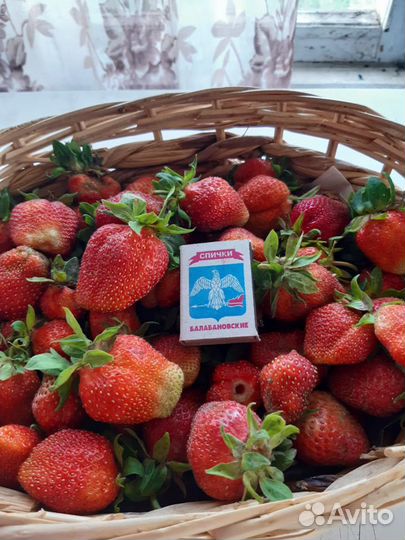 Рассада клубники