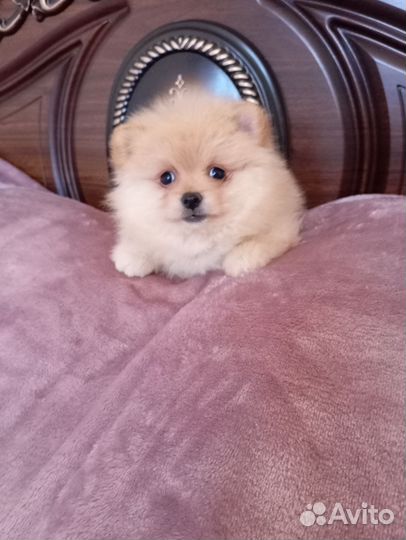 Померанский шпиц