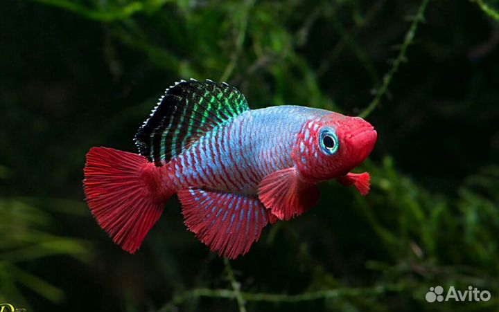 Killifish
