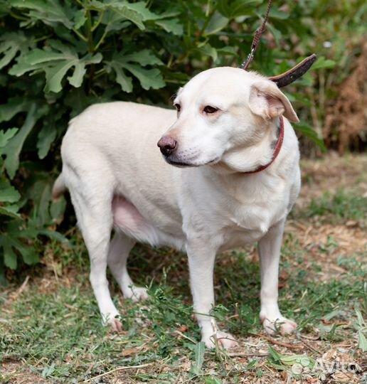 Лабрадор в добрые руки