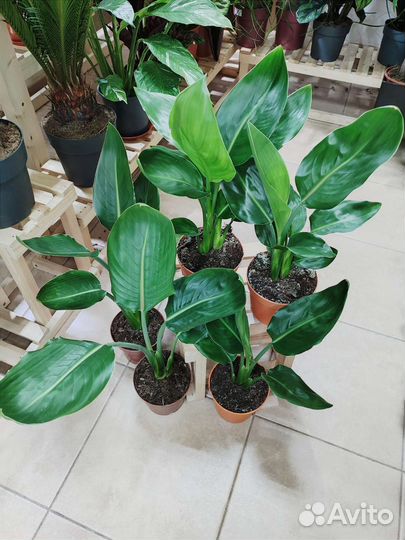 Стрелиция королевская Reginae