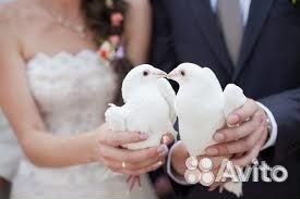 Голуби на выпуск, з/смеси, певчие птицы