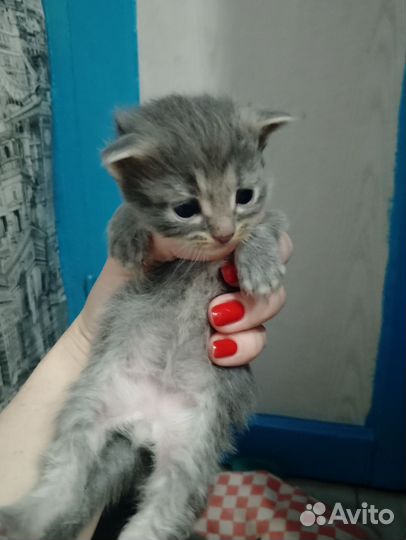 Отдам котят 3 мальчика 1 девочка, котятам месяц