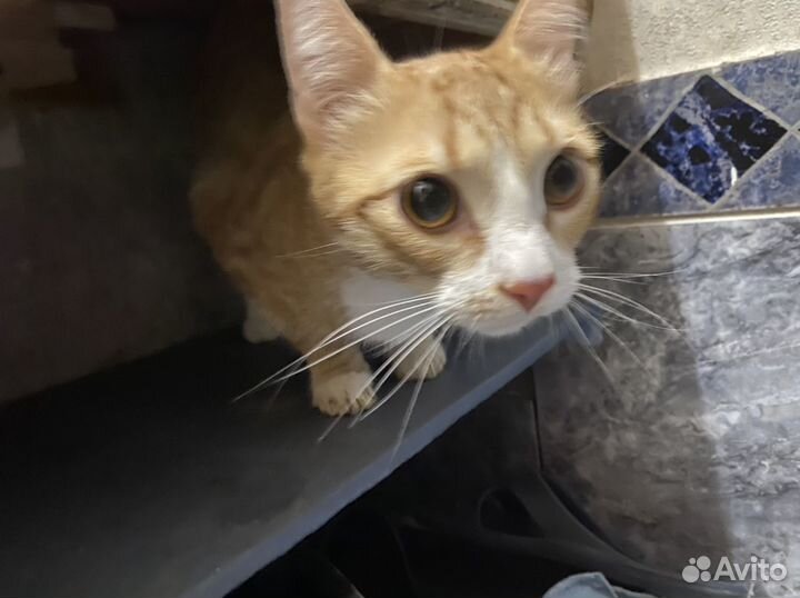 Кот Захар- самый лучший Кот в мире