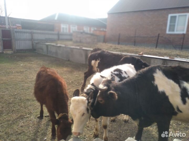 Коровы и телки