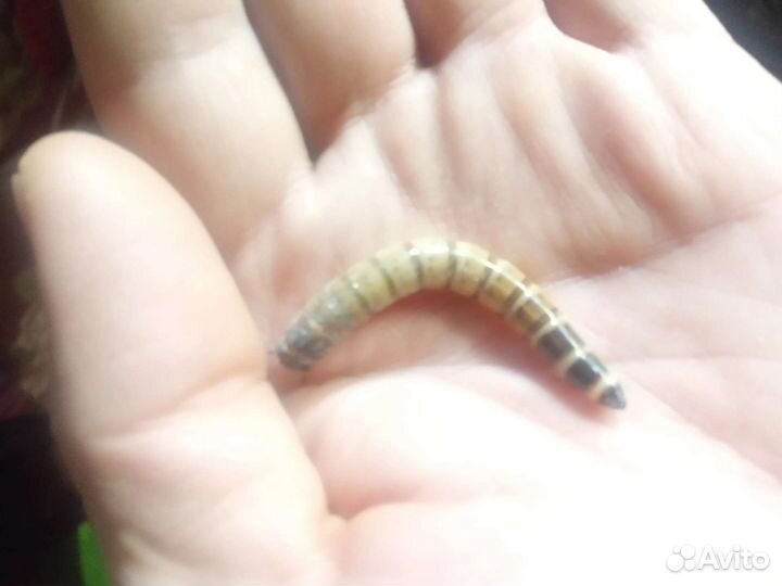 Зофобос или мучной червь