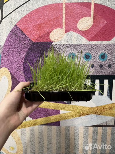 Трава для кошек