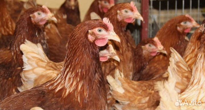 Куры-несушки