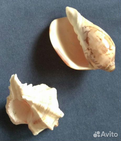 Две ракушки (комплект), полированные